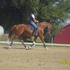Anden særlig race Webley Brentedal Solgt