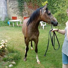 Arabisk fuldblod (OX) Amadeus "R.I.P ;(