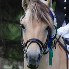 Fjordhest Arkibald ***SOLGT***