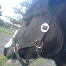 Irish Cob Næbbets Ballina