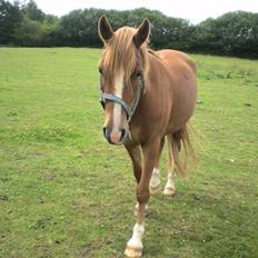 Hollandsk Sportspony Golden Rexter (Rex)