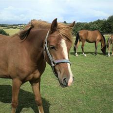 Hollandsk Sportspony Golden Rexter (Rex)
