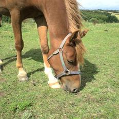 Hollandsk Sportspony Golden Rexter (Rex)