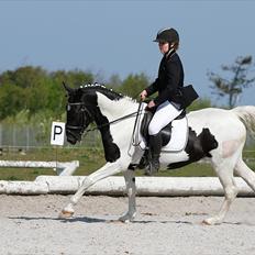 Pinto Samson *SOLGT*