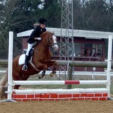 New Forest LL. Møllegårdens Tony