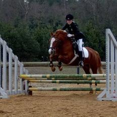 New Forest LL. Møllegårdens Tony