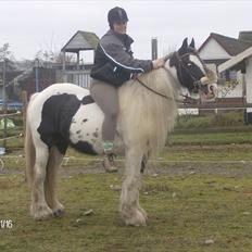 Irish Cob Bakkegårdens Shakira