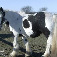 Irish Cob Bakkegårdens Shakira