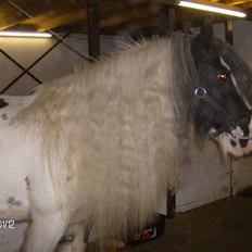 Irish Cob Bakkegårdens Shakira