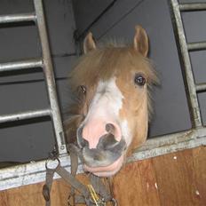 Anden særlig race Bailey 