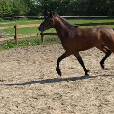 New Forest Flying Ronaldo