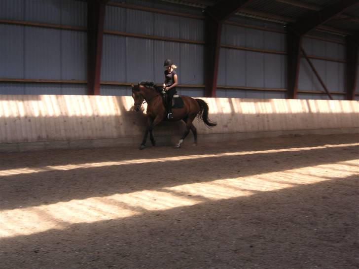 Anden særlig race Vanessa <3   - Galop <3 Fotograf: Kate H. Jakobsen. billede 6