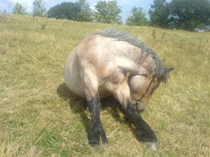 Belgier jonas aka bøffen  - rart at han stadig kan nå bagbenene til trods for maven :D  billede 6