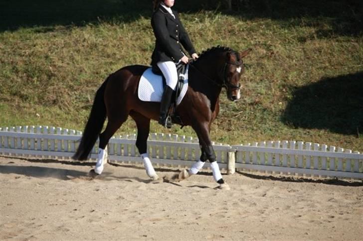 New Forest Shakira - SOLGT billede 2