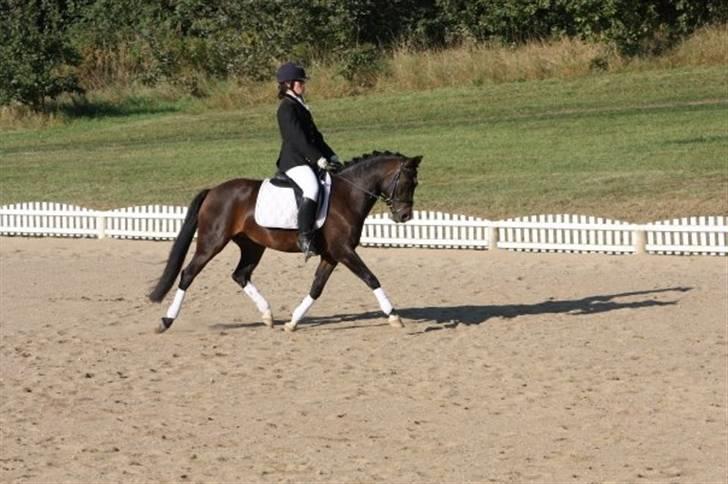 New Forest Shakira - SOLGT billede 3