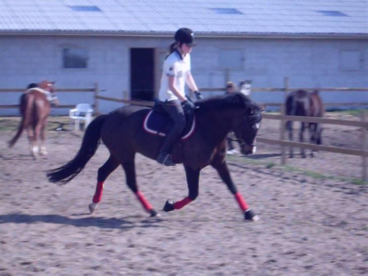 New Forest Shakira - SOLGT billede 8