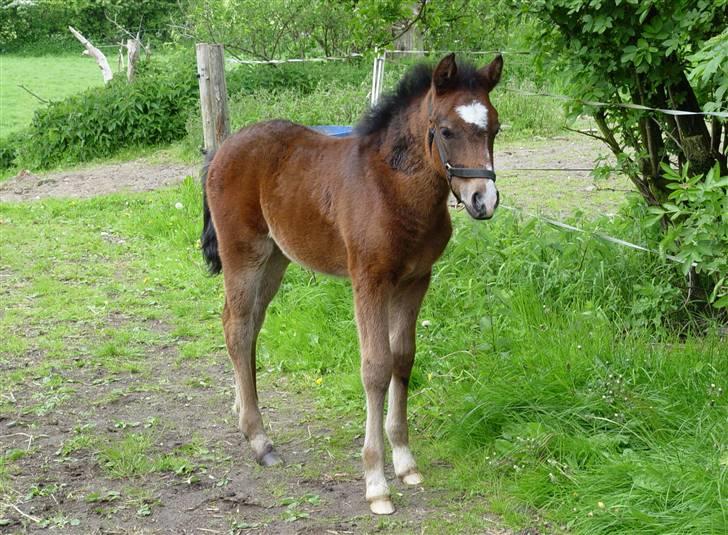 New Forest Shakira - SOLGT billede 9