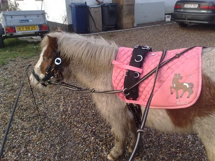 Shetlænder Trille<3 - lækre trille mus<3 meget nyt :D trille med longe gjord og underlag <3.. vi træner til vogn :P billede 1