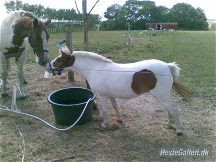 Shetlænder Trille<3 - hej Dusty<3 billede 2