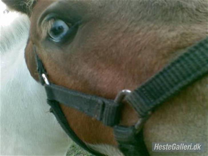 Shetlænder Trille<3 - Blue eyes billede 3