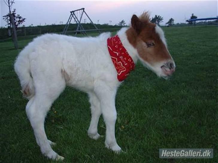 Shetlænder Trille<3 - Trille som baby<3 billede 4