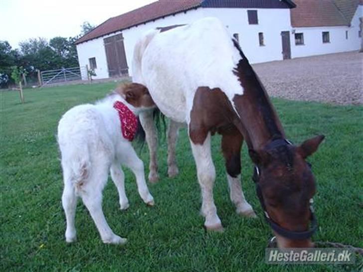 Shetlænder Trille<3 - Trille som baby sammen med hendes mor<3 billede 5