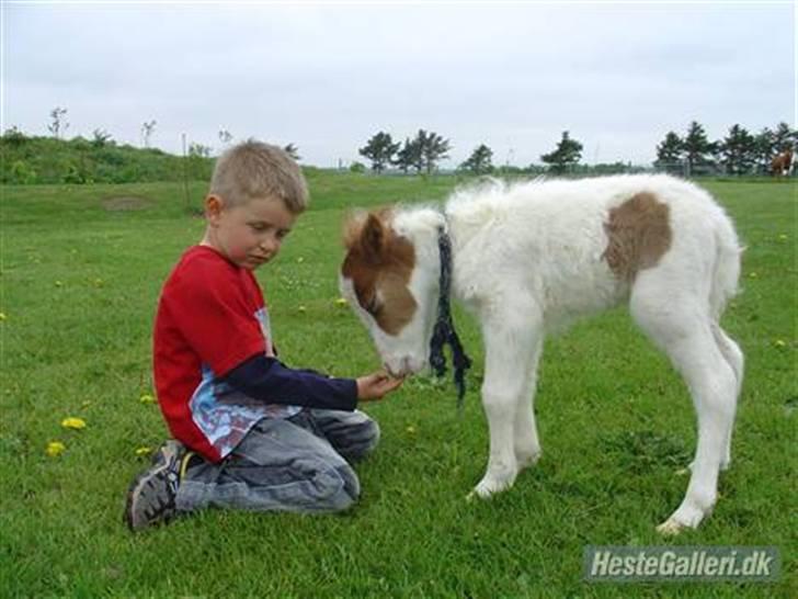 Shetlænder Trille<3 - trille som baby med tidligere ejers søn billede 6