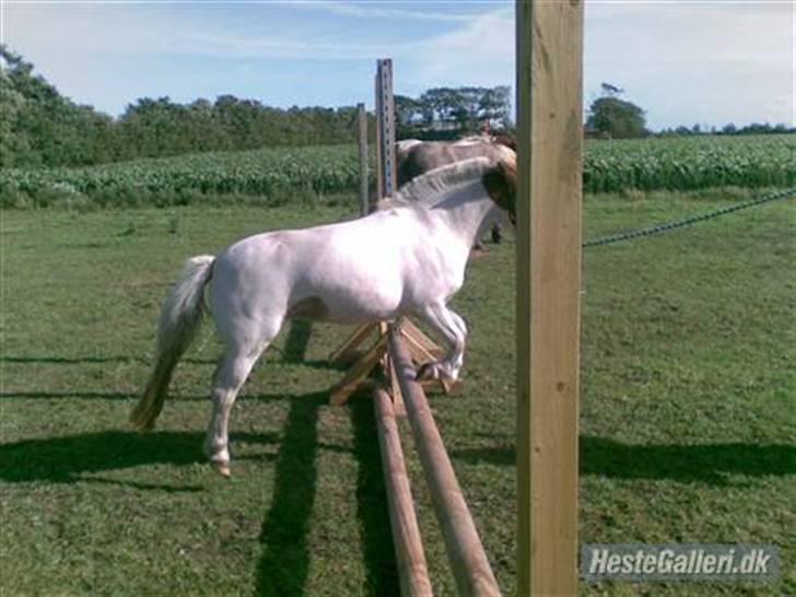 Shetlænder Trille<3 - Hop søde trille<3 billede 7