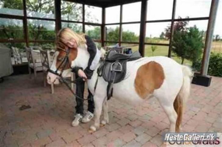 Shetlænder Trille<3 - hos tidligere ejer<3 med sadle og trense billede 8