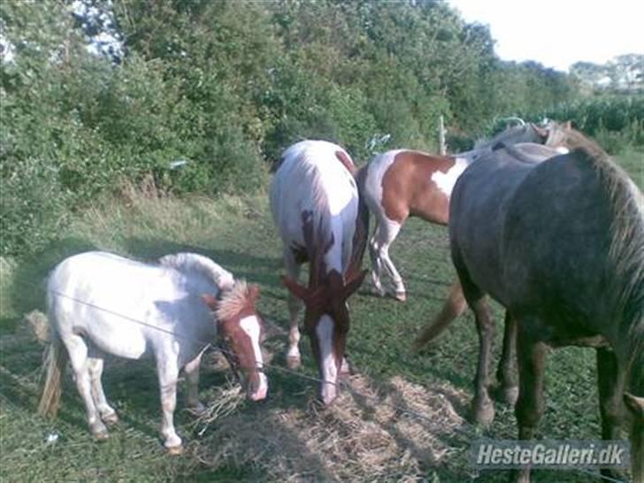 Shetlænder Trille<3 - Med hendes venner<3 billede 9