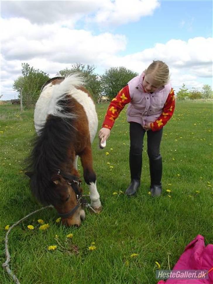 Shetlænder Trille<3 - Trilles mor (tidliger ejers) billede 10