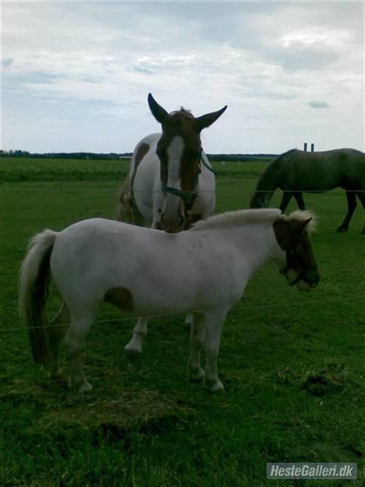 Shetlænder Trille<3 - trille og dusty billede 11