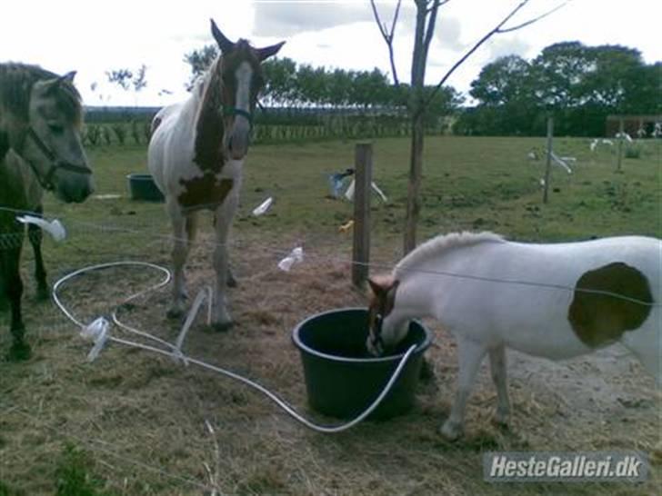 Shetlænder Trille<3 - Tørstig? .. haha se de andre hestes udtryk ;) billede 12