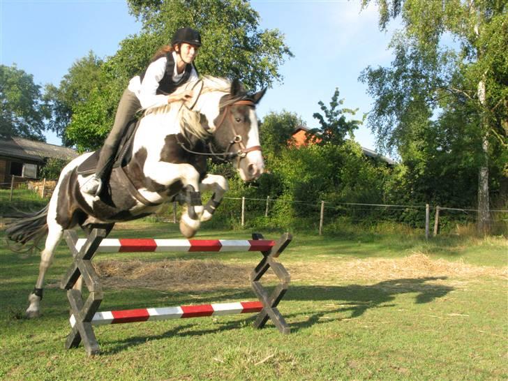 Irish Cob Alicia - Så kom vi op på 85 cm, dog er det et lille spring, men godt ser det da ud !  billede 14