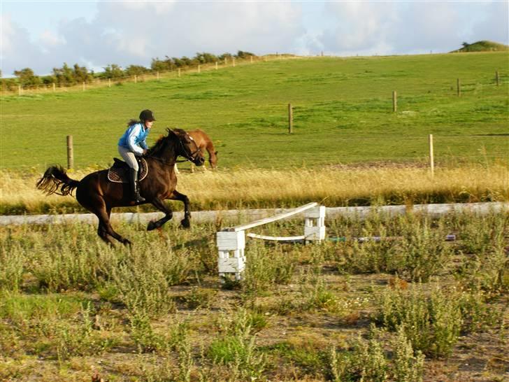 Anden særlig race Lady - 17. Zeiko hop Sommeren 07 billede 17