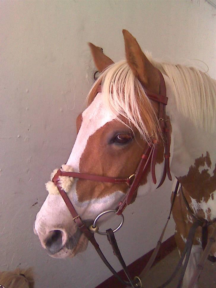 Pinto Bibi billede 1