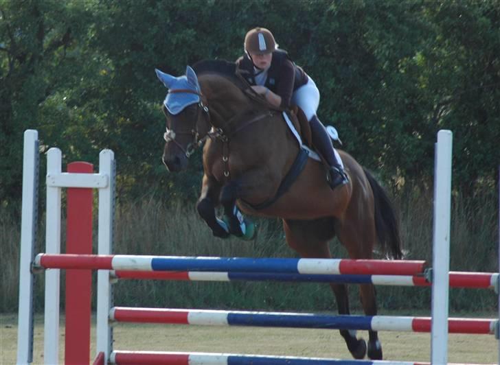 Dansk Varmblod Leroux   RIP  - Michala og Leroux debut i LB  slangerup-lynge billede 17