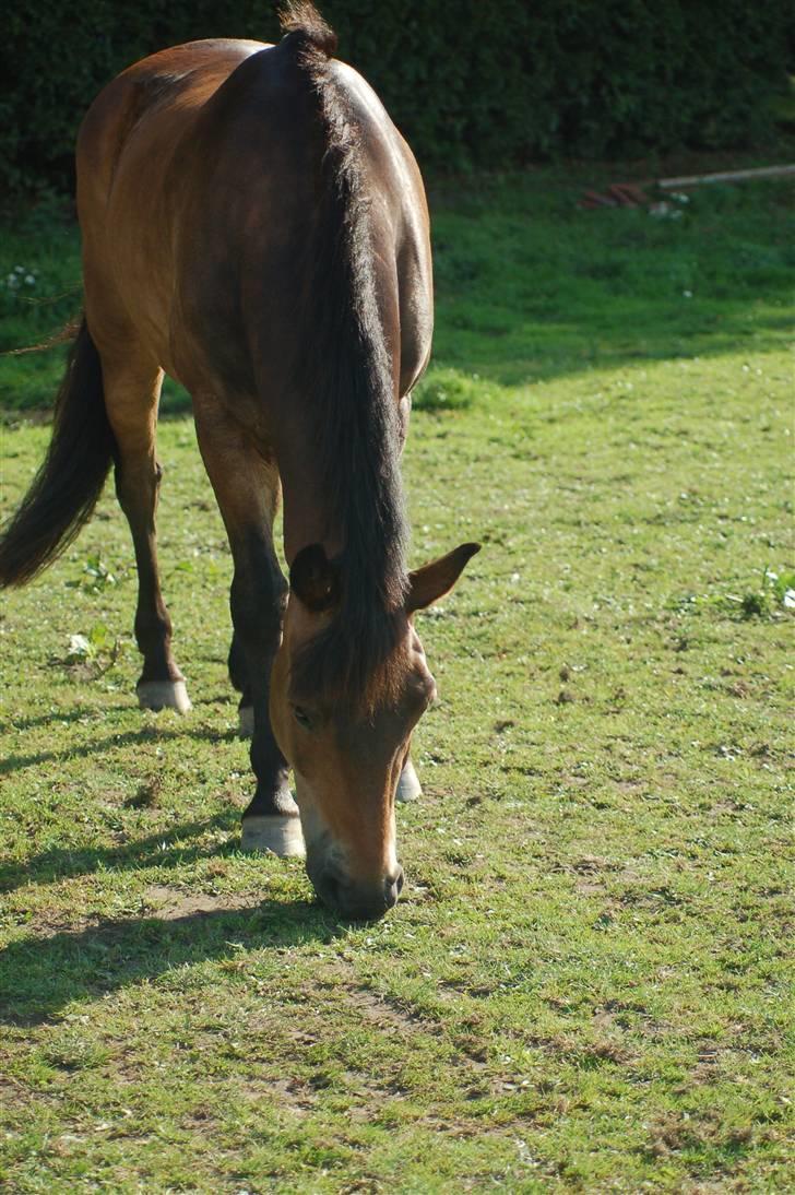 New Forest Bastian ¤solgt&savnet¤ - Bastian på fold. billede 8