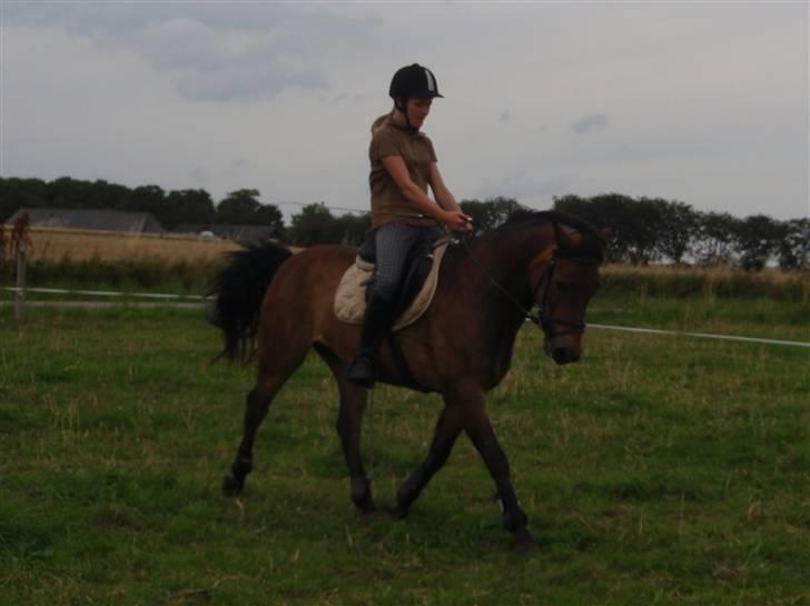 New Forest Bastian ¤solgt&savnet¤ - Dressur mig og Bastian <3 (: 1. august 2009 billede 9