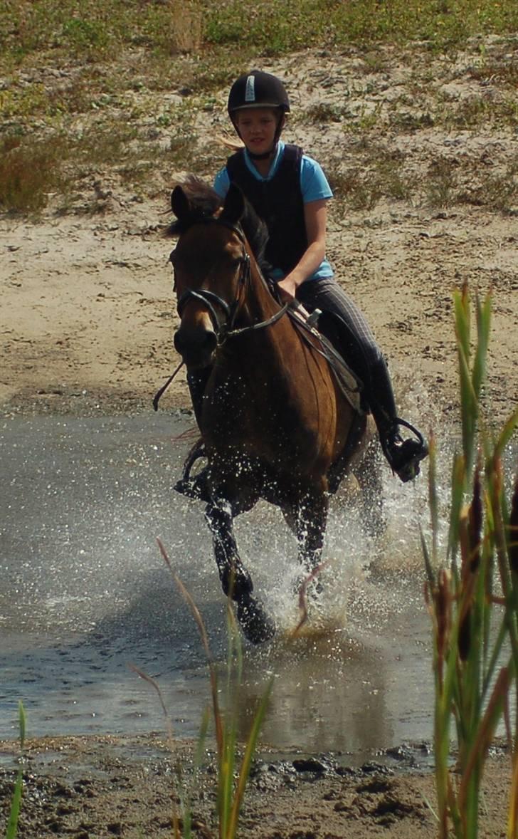 New Forest Bastian ¤solgt&savnet¤ - elsker dig pony - du er den bedste :i  billede 10