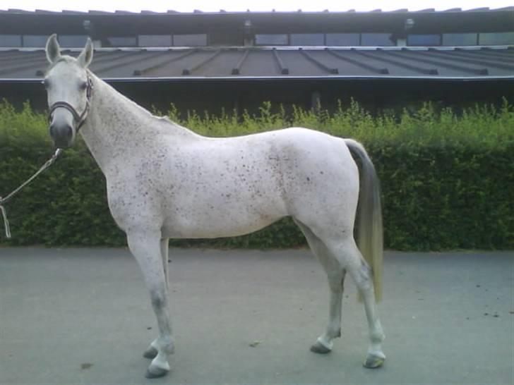 Sportsaraber (A) Racy (R.I.P) - Racy  billede 1