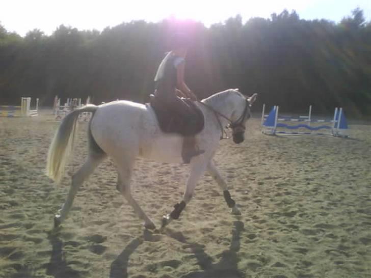 Sportsaraber (A) Racy (R.I.P) - Igen Racy og jeg i dressur billede 3