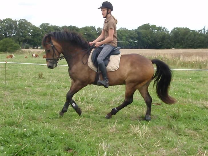 New Forest Bastian ¤solgt&savnet¤ - Dressur mig og Bastian <3 (: 1. august 2009 billede 11
