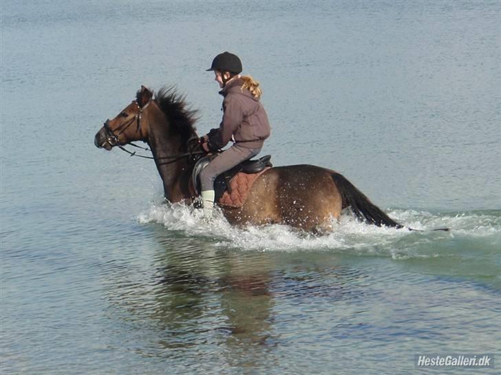 New Forest Bastian ¤solgt&savnet¤ - Vi ude at bade (:  billede 12