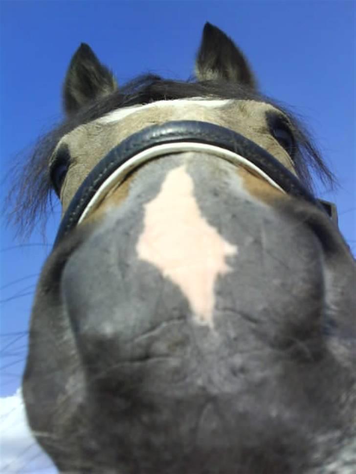 Welsh Pony (sec B) Kithas Remi  - #1. Er han ikk sød XD Taget af mig til Pårup stævnet <3 billede 4