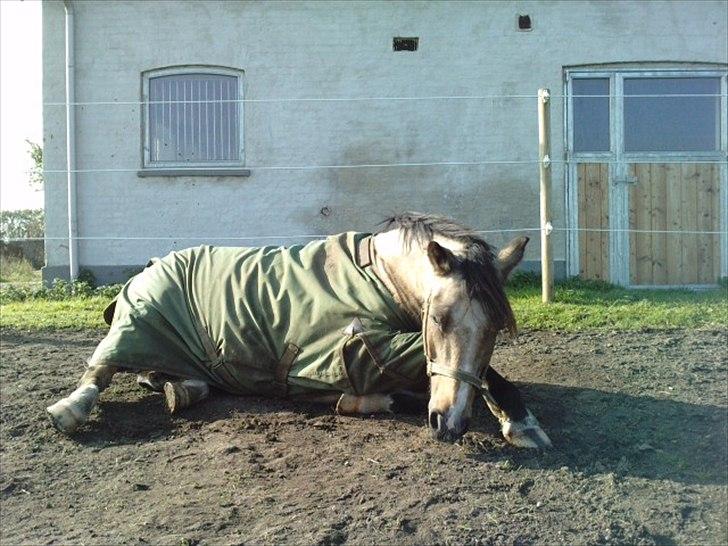 Welsh Pony (sec B) Kithas Remi  billede 5