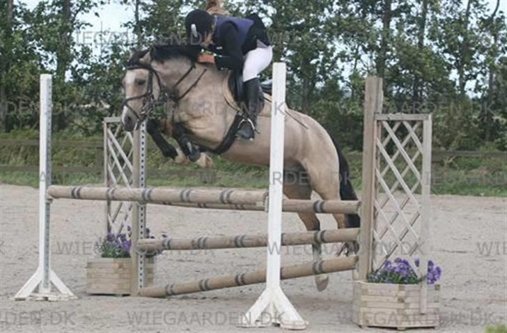 Welsh Pony (sec B) Kithas Remi  - #3. Mig og Remi til nabila Cup Finale på FMR! Blev nummer 3 :D billede 6