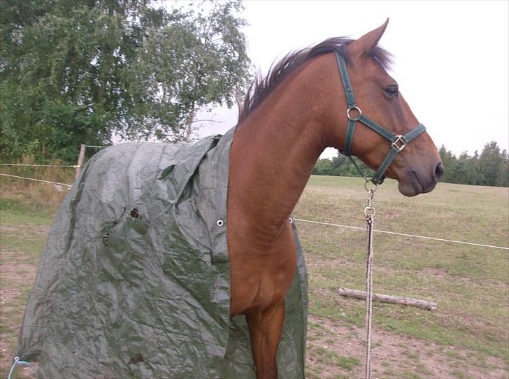 Anden særlig race Anton - Miin dejlige hest som er ligeglad med presendinger :) 05-08-2010 billede 6