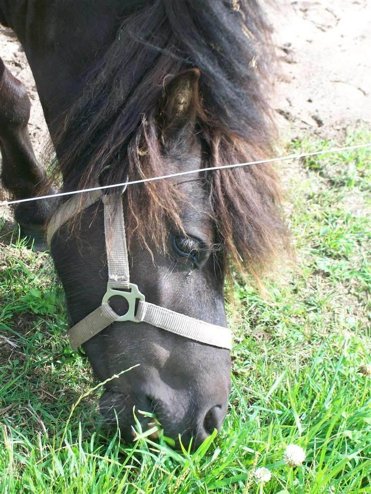 Shetlænder bella billede 1