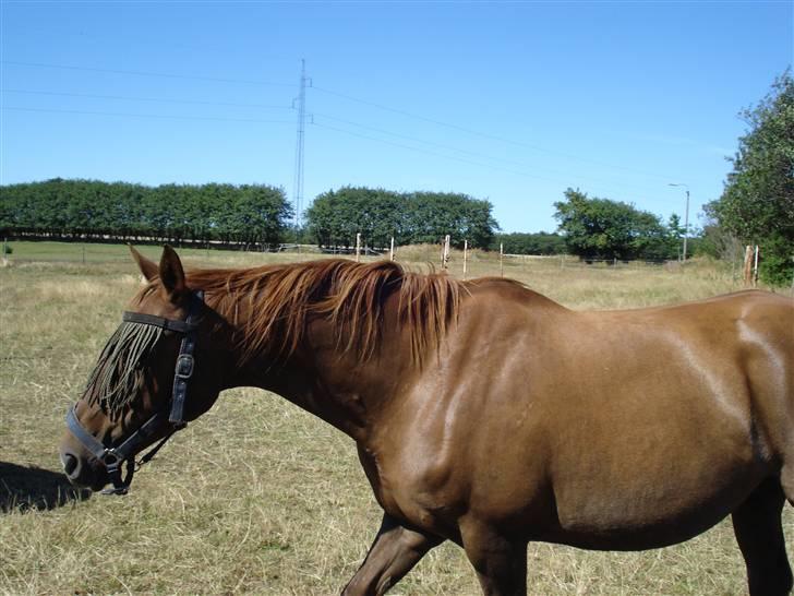 Dansk Varmblod Bøgeskov Romance *SOLGT* billede 4